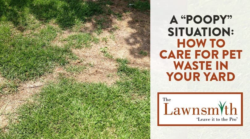 A “Poopy” Situation: How to Care for Pet Waste In Your Yard