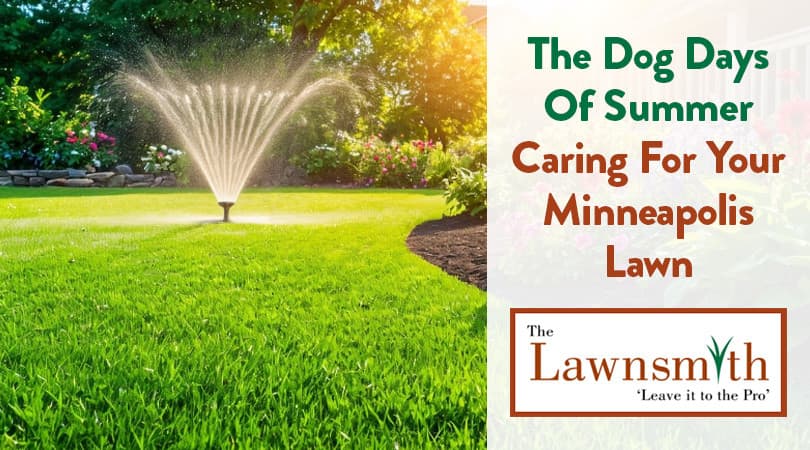 The Dog Days Of Summer - Caring For Your Minneapolis Lawn